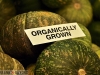 Organically Grown Kabocha Squash 