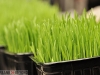 Wheatgrass Anyone?
