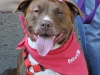 Doggy Available For Adoption