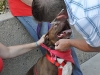 Sweetheart of a Dog