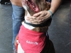Burbank Animal Shelter
