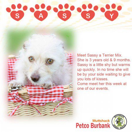 dogoftheweek_sassy