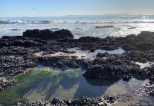 Get Out Of Town!: Carpinteria Tide Pools