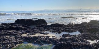 Get Out Of Town!: Carpinteria Tide Pools