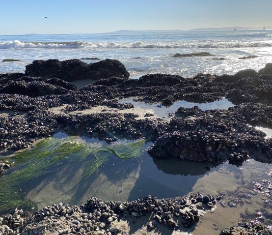 Get Out Of Town!: Carpinteria Tide Pools