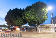 Where Are All the Ficus Trees Going?