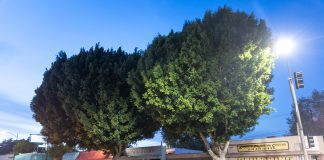 Where Are All the Ficus Trees Going?