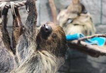 Wildlife Learning Center Reopens to the Public