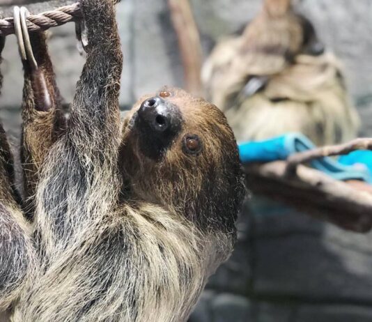 Wildlife Learning Center Reopens to the Public