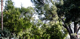 Burbank Named Tree City USA for the 44th Consecutive Year by the Arbor Day Foundation