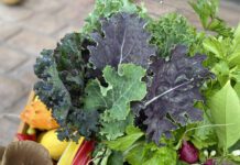 Get Out Of Town!: Hungry Gardens Urban Farm