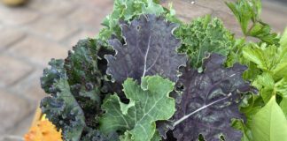 Get Out Of Town!: Hungry Gardens Urban Farm