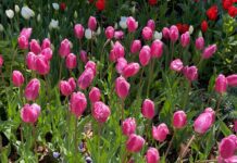 Get Out Of Town!: Descanso Gardens