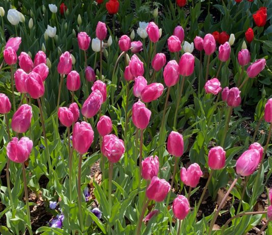 Get Out Of Town!: Descanso Gardens