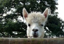 April Fools Joke Wins the Internet