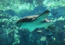 7 SoCal Aquariums to See Sharks During Shark Week This Summer