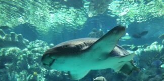 7 SoCal Aquariums to See Sharks During Shark Week This Summer