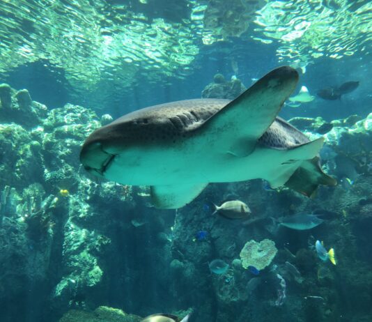 7 SoCal Aquariums to See Sharks During Shark Week This Summer