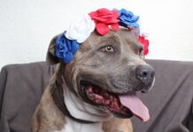 Adoptable Pet of the Week: Annie