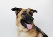 Adoptable Pet of the Week: Amy
