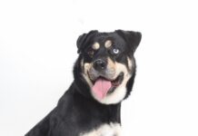 Adoptable Pet of the Week: Bowie