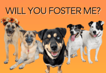 Burbank Animal Shelter Needs Dog Fosters