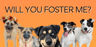 Burbank Animal Shelter Needs Dog Fosters