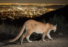 Mountain Lion Sighting in Burbank, What You Need to Know About These Big Cats