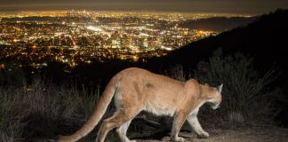 Mountain Lion Sighting in Burbank, What You Need to Know About These Big Cats