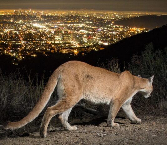 Mountain Lion Sighting in Burbank, What You Need to Know About These Big Cats