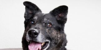 Adoptable Pet of the Week: Ollie
