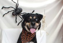 Adoptable Pet of the Week: Bowie