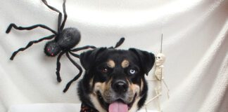 Adoptable Pet of the Week: Bowie