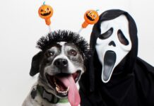 Adoptable Pets of the Week: Honey and Racer