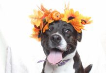 Adoptable Pet of the Week: Lola