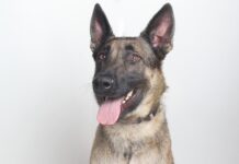 Adoptable Pet of the Week: Zeus