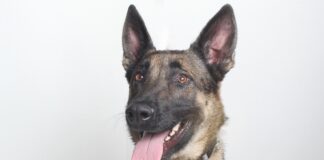 Adoptable Pet of the Week: Zeus