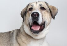 Adoptable Pet of the Week: Astrid