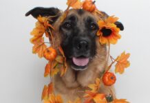 Adoptable Pet of the Week: Amy