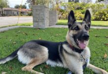 UPDATE: RETURNED!! Owners Heartbroken After Man Steals Family German Shepherd From Backyard