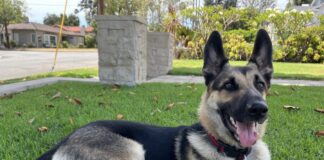 UPDATE: RETURNED!! Owners Heartbroken After Man Steals Family German Shepherd From Backyard