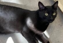 Adoptable Pet of the Week: Loki