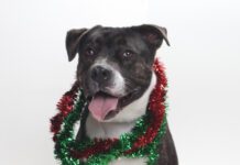 Adoptable Pet of the Week: Lola