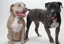 Adoptable Pets of the Week: Sammie & Luna