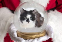 Adoptable Pet of the Week: Princess Jeannette