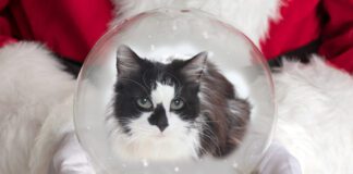 Adoptable Pet of the Week: Princess Jeannette