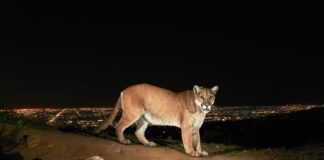 Burbank’s Korinna Domingo Shares Plans for P-22’s Celebration of Life