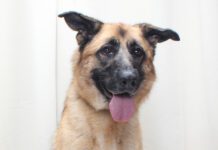 Adoptable Pet of the Week: Amy