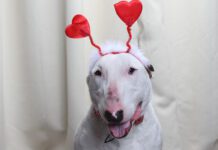 Adoptable Pet of the Week: Kuzko