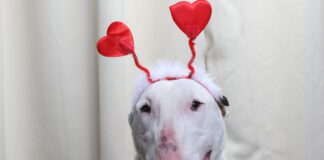 Adoptable Pet of the Week: Kuzko